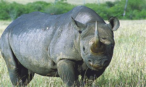 Sumatran Rhinoceros - Facts, Diet & Habitat Information