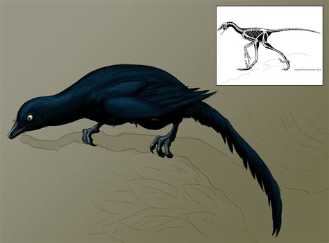 Archaeopteryx by slowusaurus on DeviantArt