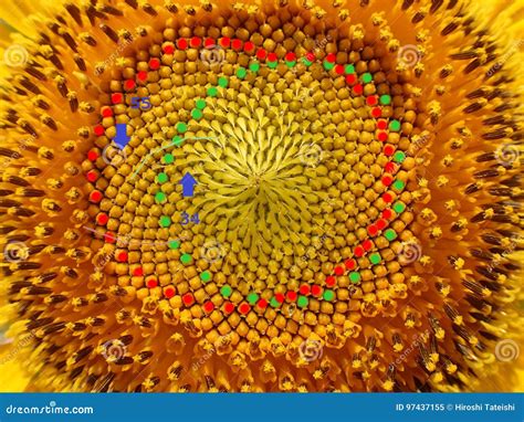 Fibonacci Numbers of Sunflower Seed Spirals Stock Image - Image of ...