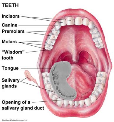 Teeth Diagram Showing Anatomy Components of the Mouth with Tooth Location, Type and Names ...