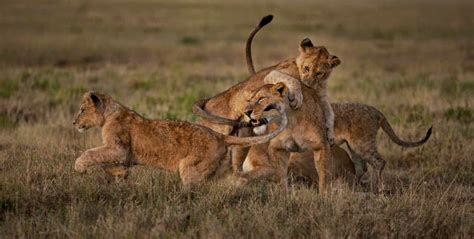 Lions of Serengeti National Park- Best Time to Visit Serengeti to See Lions