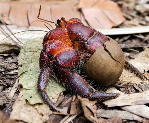 Coconut crab | San Diego Zoo Kids