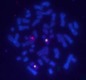 VividFISH Chromosome FISH Probes | Genecopoeia