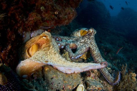 How Do Octopuses Mate?