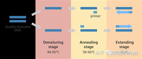 8分钟掌握PCR核心原理 - 知乎