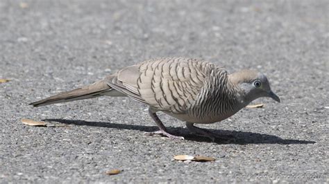 Zebra Dove Geopelia striata Chatuchak Park Bangkok Thailand | John Caddick