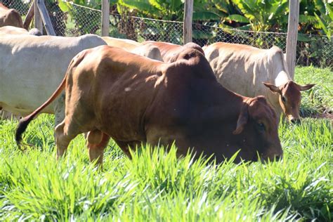 Brachiaria grass, a climate-smart ‘wonder grass’ for livestock farmers