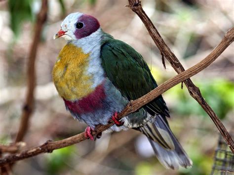 Yellow-breasted Fruit-Dove (Ptilinopus occipitalis) | Birds, Wild birds ...