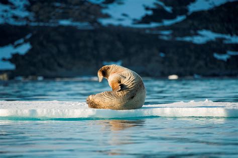 Ancient Vikings Settled Greenland for the Ivory | Hakai Magazine