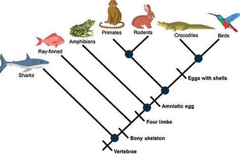 WILL GIVE BRAINLIEST!!! According to the cladogram shown, which two ...