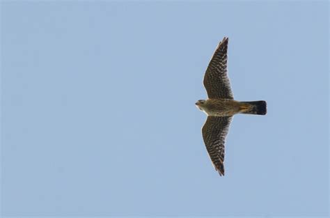 Merlin Falcon In Flight