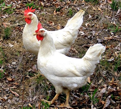 White Leghorn Chickens - Baby Chicks for Sale | Cackle Hatchery