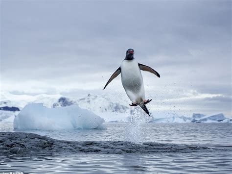 Inner Space Aquatic Experience in Antarctica