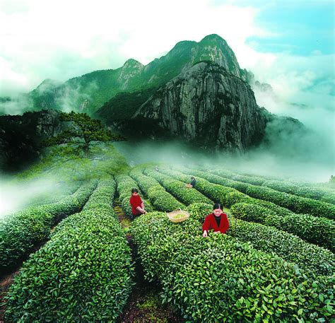 Wuyi Yan Cha Tea Farm, Travel Photos of Wu Yi Rock Tea - Easy Tour China