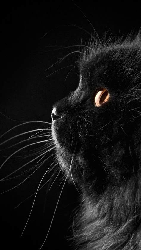 Aesthetic Black Cat Wallpapers - Top Free Aesthetic Black Cat ...