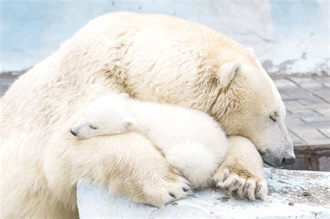 Polar Bear Cub Nestled With Mother Will Fill Your Heart With Warm ...