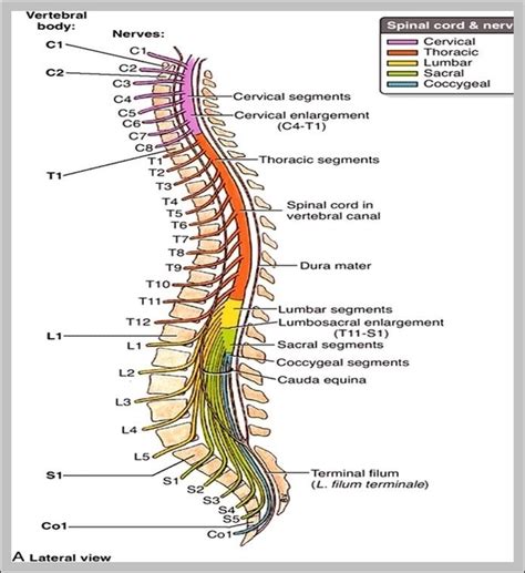 cord | Anatomy System - Human Body Anatomy diagram and chart images