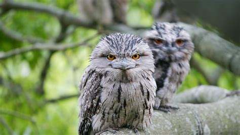 The bird we see is likely a Potoo, rather than an Owl. They are native ...