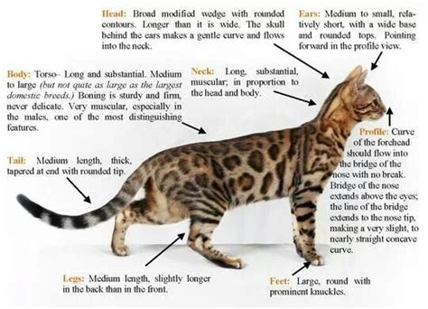 Bengal standards | Bengal cat facts, Bengal cat, Bengal kitten