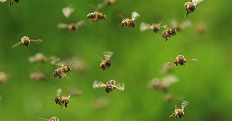 7 Reasons Why You Should Care about Bees - Goodnet