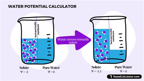 Water Potential Calculator | With Formula, Examples, & Diagrams