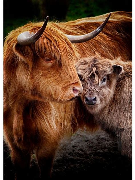 Mother & Child/Highland Coos Photography/Scottish Photography/Highland ...