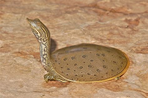 Flora and Fauna - Ottawa Riverkeeper | Garde-rivière des Outaouais