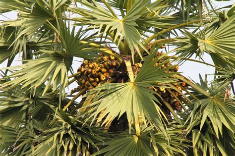 Trees and Plants: Cambodian Sugar Palm Tree