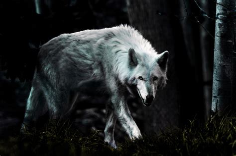 Dark Wolf by Rate19 on DeviantArt