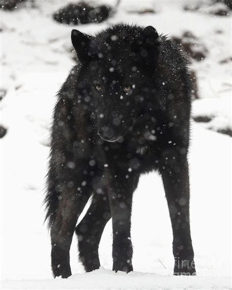 Black Wolf in Snow 1 Photograph by Robert Buderman - Fine Art America