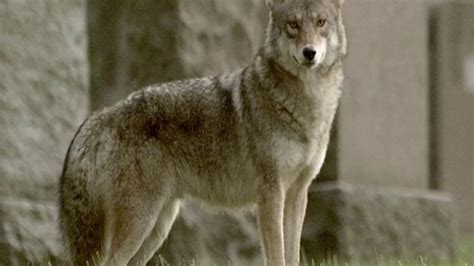 Interesting Coywolf Facts - YouTube