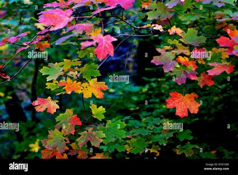 Fall foliage in Oak Creek Canyon Stock Photo - Alamy