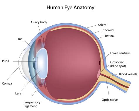 Anatomie: het oog Diagram | Quizlet