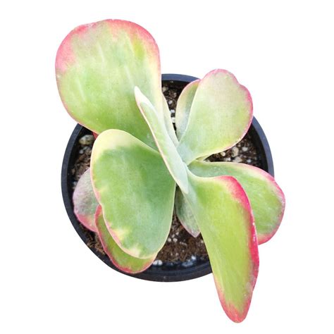 Variegated Paddle Plant | Kalanchoe luciae 'Fantastic' Succulent