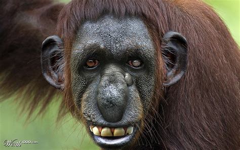 Funny Ugly Monkey | Funny looking animals, Ugly monkey, Funny monkeys