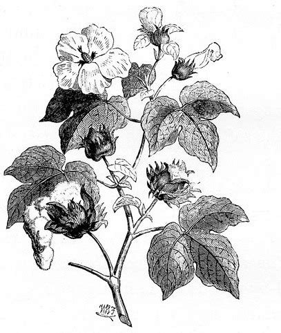 File:Cotton Plant Drawing.jpg - Wikimedia Commons