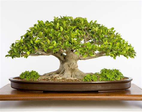 North American Collection — National Bonsai Foundation