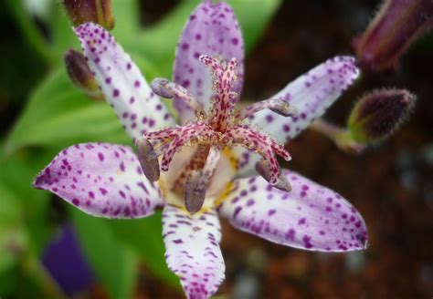 Toad lily - info, planting, care and tips - live-native.com