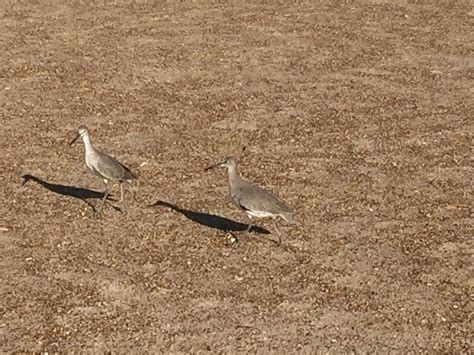 Birds - Rockport TX | South texas, Gulf of mexico, Rockport