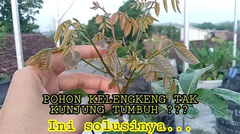 POHON KELENGKENG KERDIL & TAK TUMBUH BERKEMBANG ?? - YouTube