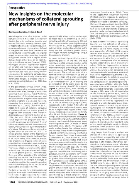 (PDF) New insights on the molecular mechanisms of collateral sprouting ...