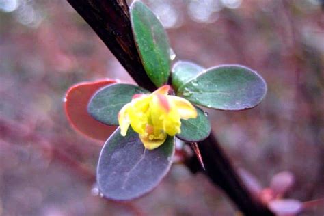 Berberis thunbergii - planting, pruning, and care, attracting ...