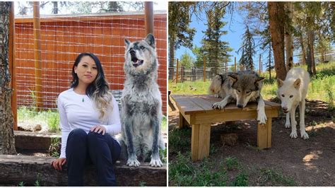 Colorado Wolf & Wildlife Center Lets You Hang Out With Wolves - Narcity