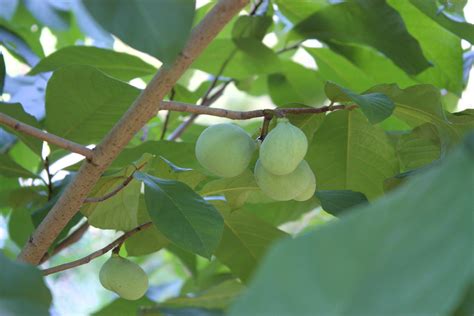 Growing the Pawpaw Tree