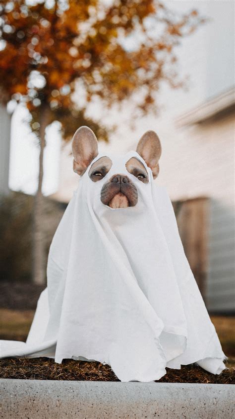 Wallpaper Funny Halloween Costume Ghost Dog - Free Wallpapers for Apple iPhone And Samsung Galaxy.