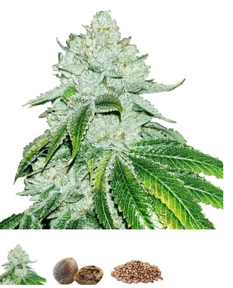 Gelato Weed Strain Reviews| Marijuana Strain Depth Information