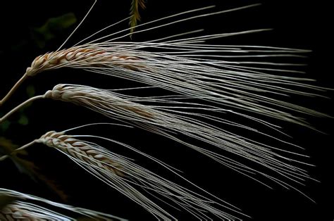 Wheat Straw 1 Photograph by Robert Brown - Fine Art America