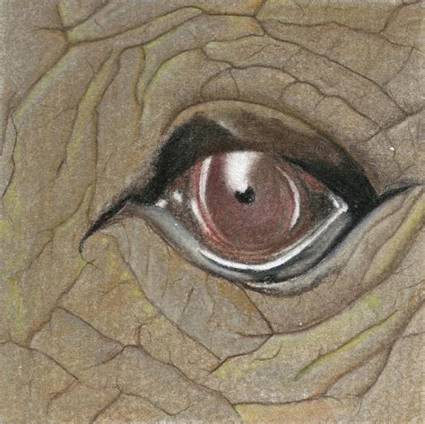 Rhino eye - Big 5 Drawing by Cindy Earle - Fine Art America