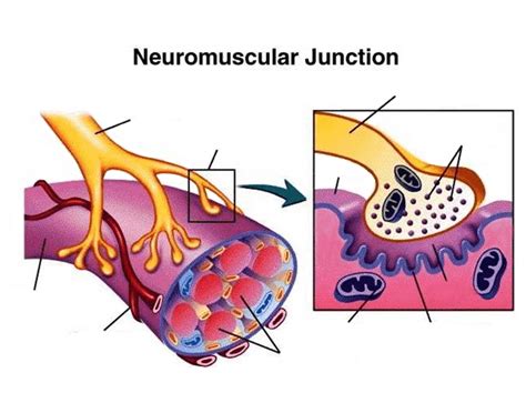 Labeled Neuromuscular Junction