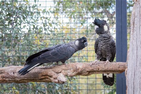 Black cockatoos | Types of Black Cockatoos - Kaarakin